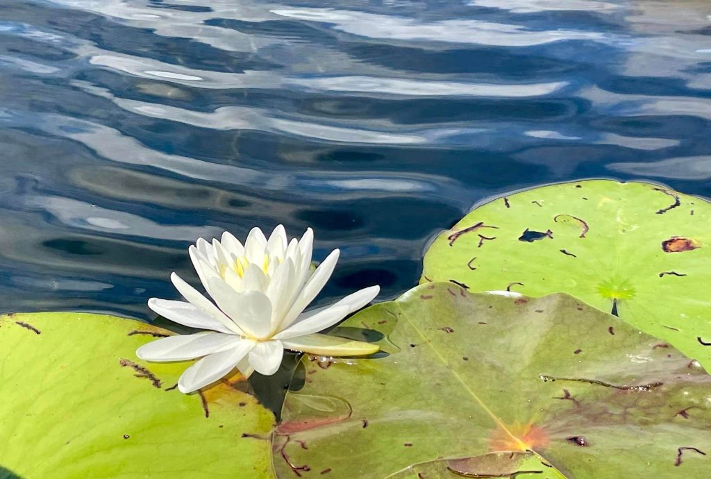 Mesmerizing Water Lilies: A Monet Painting Come to&nbsp;Life